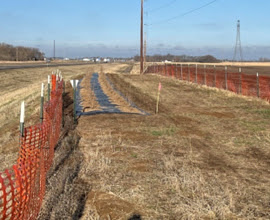 Living Snow Fence